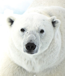 Polar Bear - Ours polaire