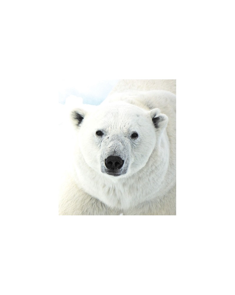 Polar Bear - Ours polaire