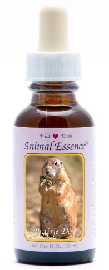 Prairie Dog - r - Chien de Prairie