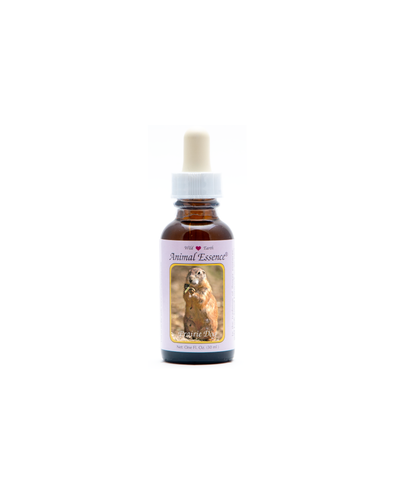 Prairie Dog - r - Chien de Prairie