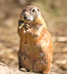 Prairie Dog - r - Chien de...