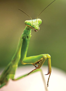 Praying Mantis