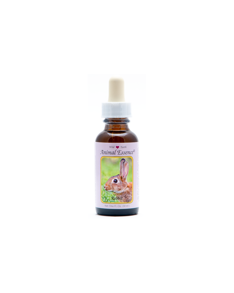 Rabbit - Lapin