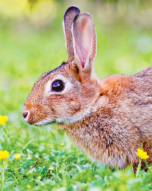 Rabbit - Lapin