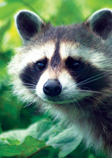 Raccoon - Raton Laveur