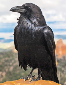 Raven - r - Corbeau