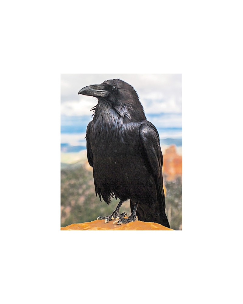 Raven - r - Corbeau