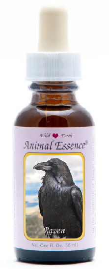 Raven - r - Corbeau