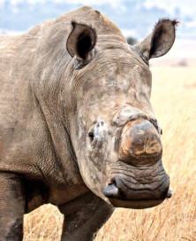Rhinoceros - r - Rhinocéros