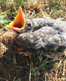 Robin Chick (oisillon rouge...