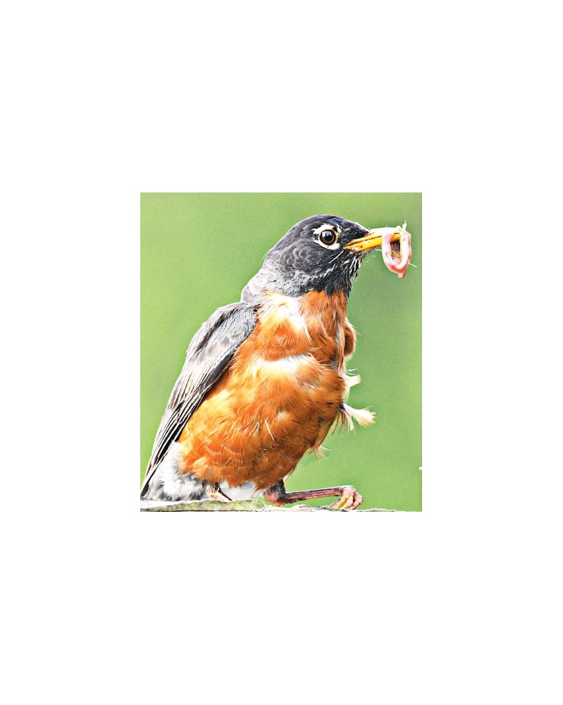 Robin
