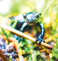 Salamander - Salamandre