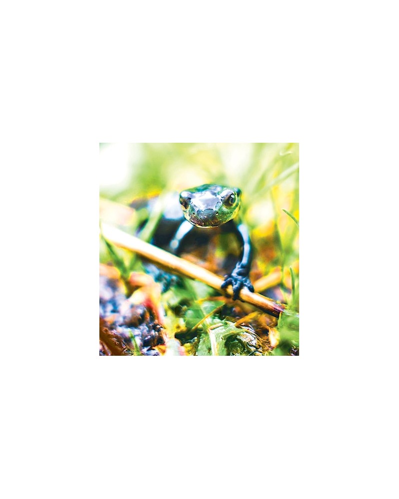 Salamander - Salamandre