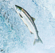 Salmon - Saumon