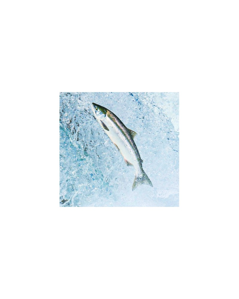 Salmon