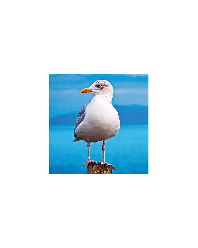 Seagull - r - Goéland