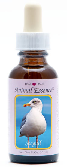 Seagull - r - Goéland