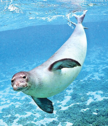 Seal - Phoque