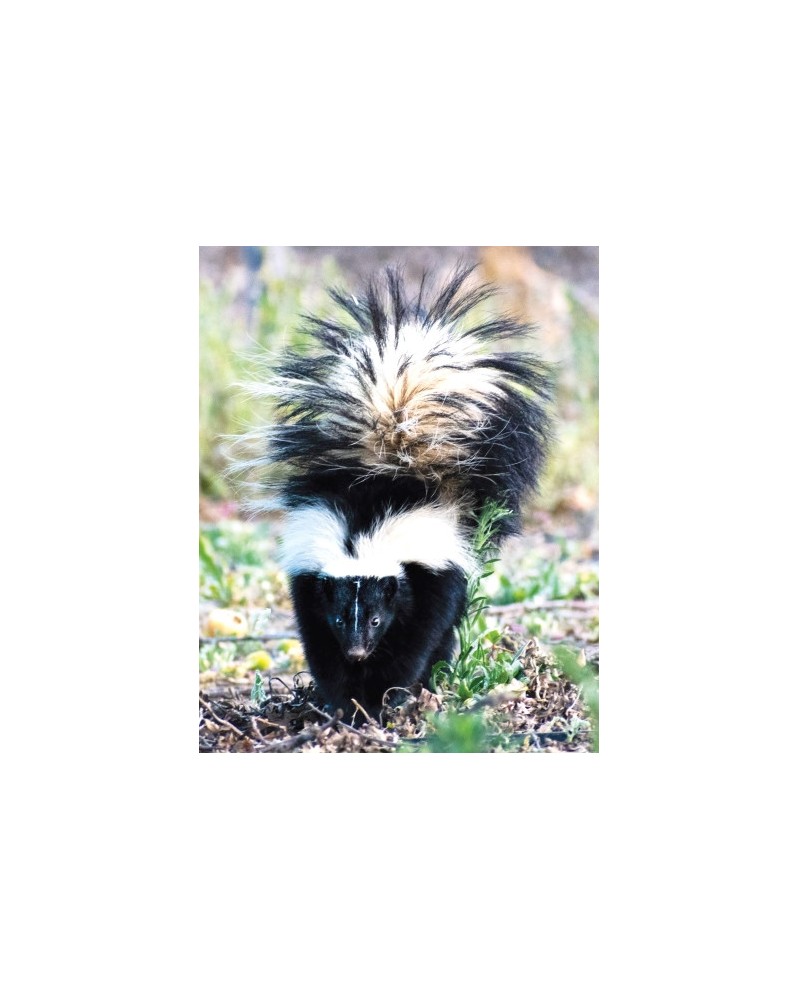 Skunk - r - Mouffette