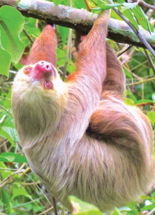 Sloth - r - Paresseux