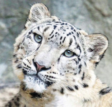 Snow Leopard - r - Léopard...