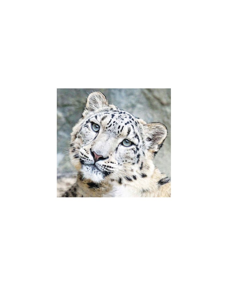 Snow Leopard