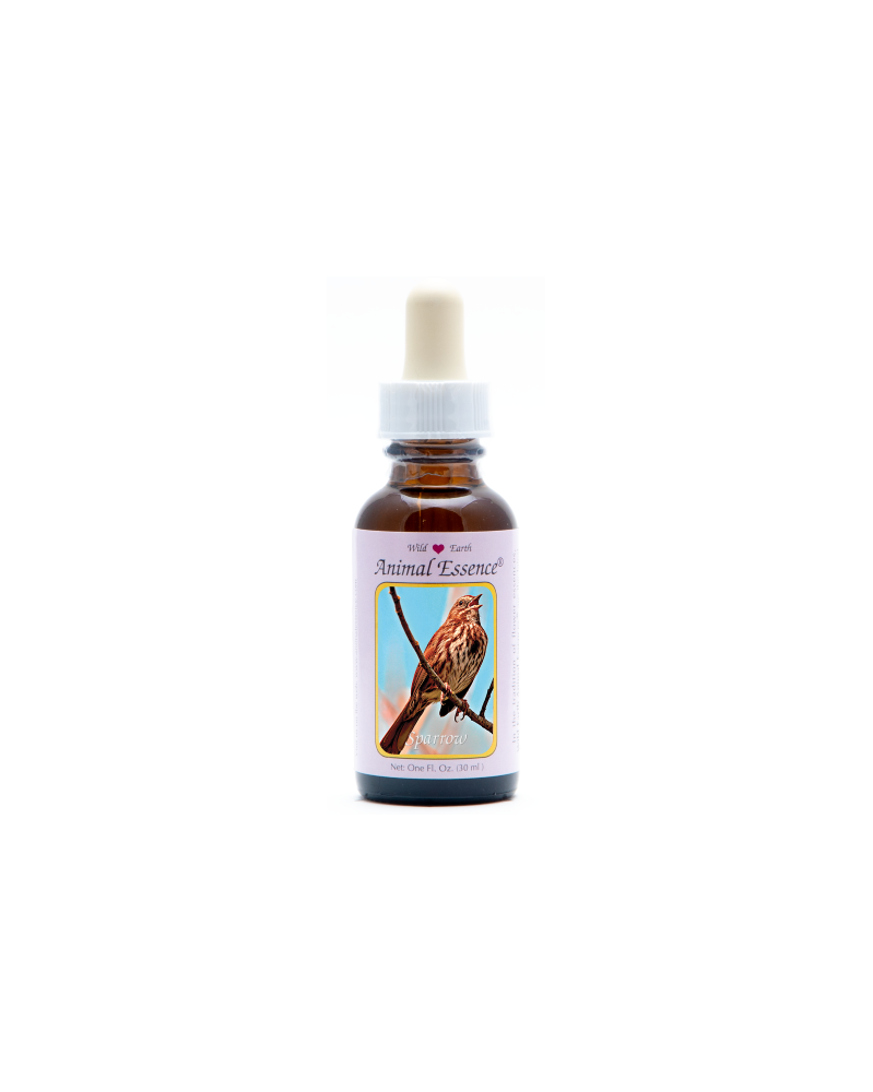 Sparrow - r - Moineau