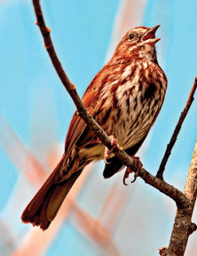 Sparrow - r - Moineau