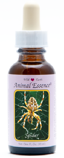 Spider - Araignée