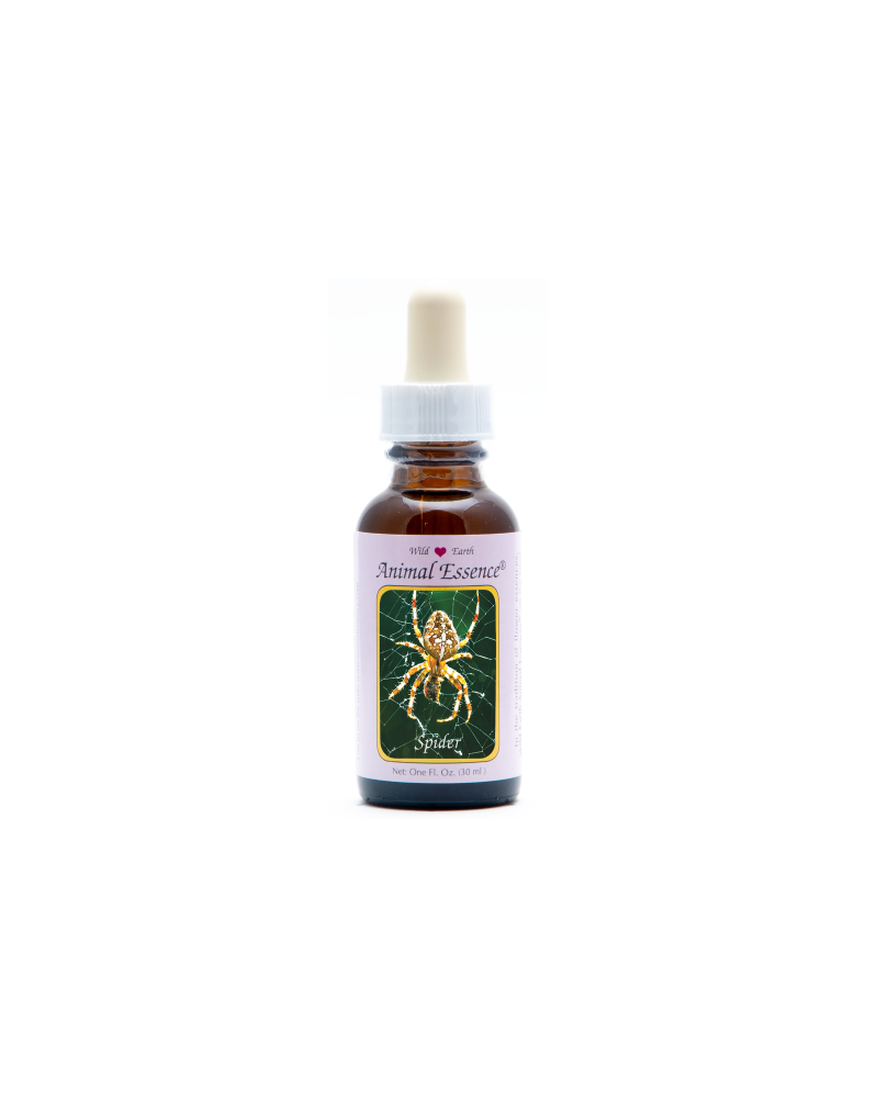 Spider - Araignée