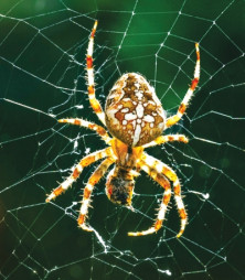 Spider - Araignée