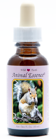 Squirrel - Ecureuil