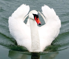 Swan - Cygne