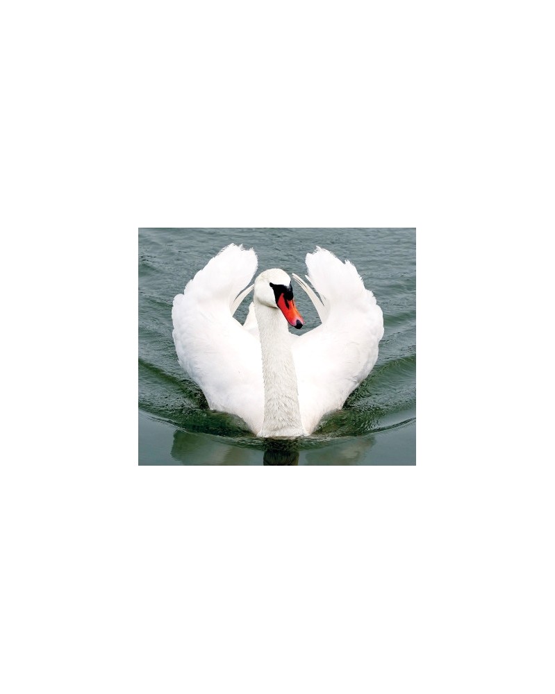 Swan - Cygne
