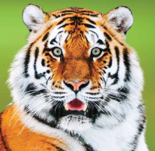 Tiger - Tigre