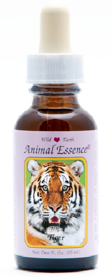 Tiger - Tigre