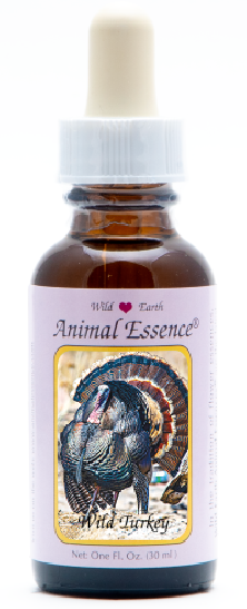 Wild Turkey