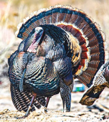 Wild Turkey - r - Dindon...