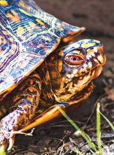 Turtle - Tortue