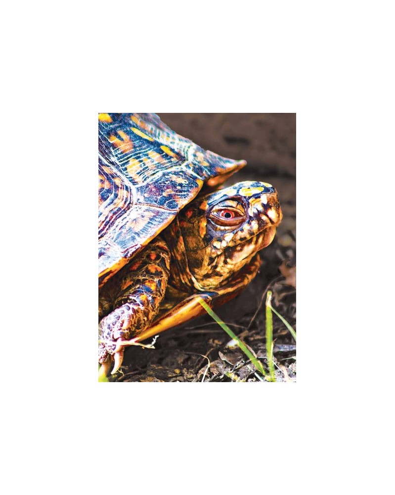 Turtle - Tortue