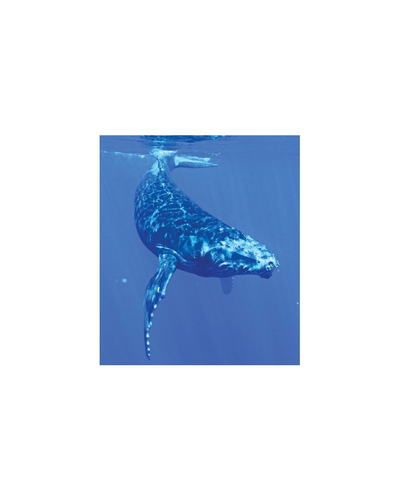 Whale - Baleine