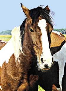 Wild Horse - Cheval Sauvage