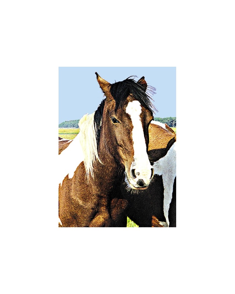 Wild Horse - Cheval Sauvage