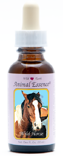 Wild Horse - Cheval Sauvage