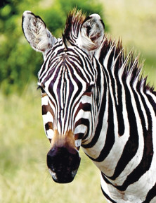 Zebra - Zèbre