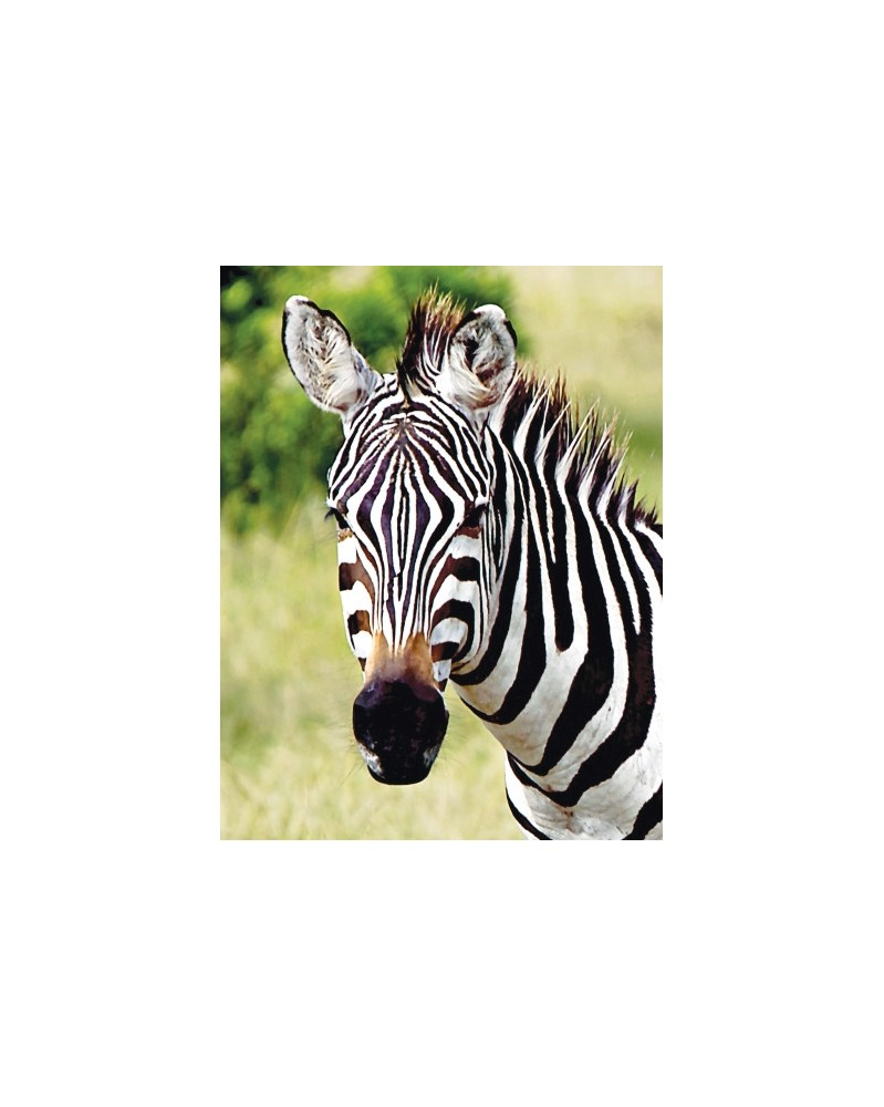 Zebra - Zèbre
