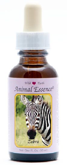 Zebra - Zèbre
