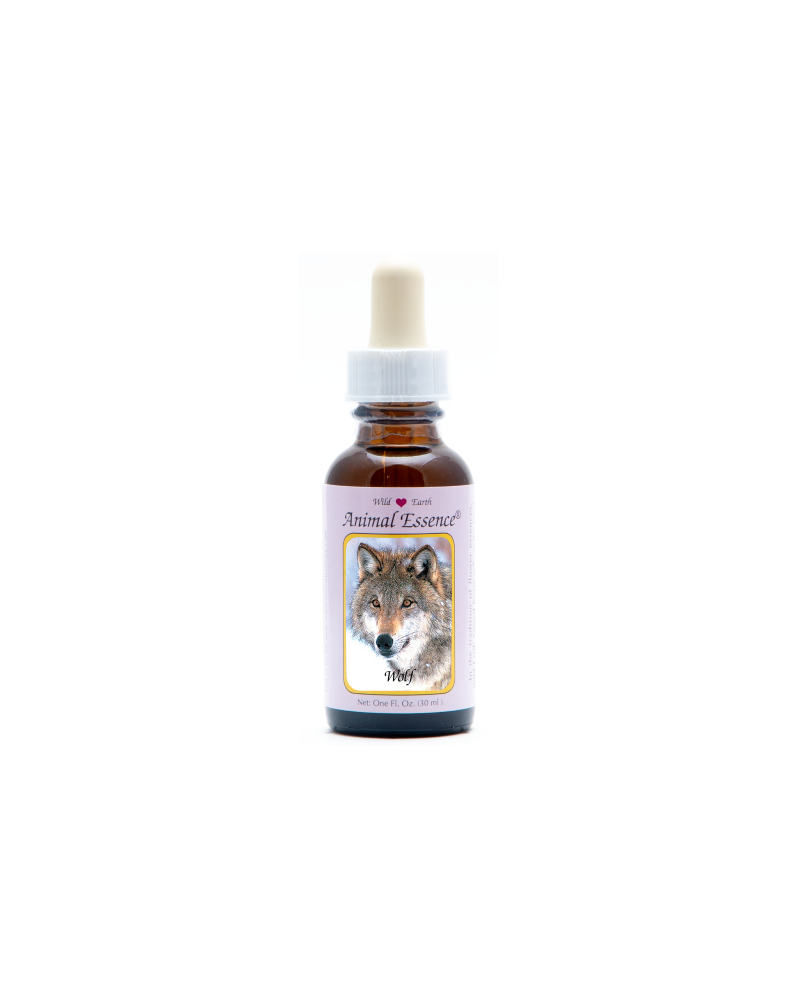 Wolf - Loup