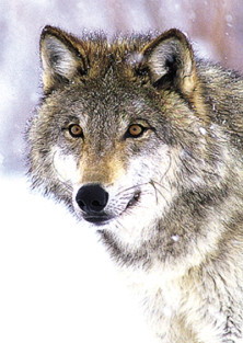 Wolf - Loup