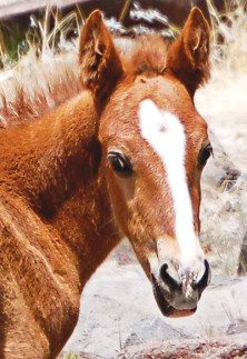 Wild Horse Foal
